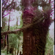 Imagen para el artículo titulado Al árbol más antiguo del mundo le ha salido un serio competidor